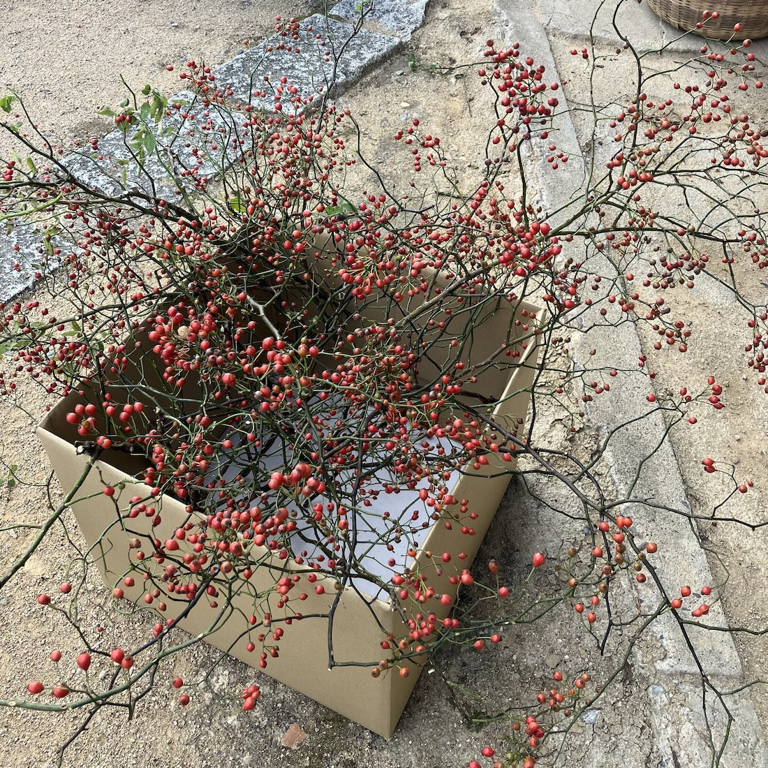 ドライフラワー］小さなテキサスの野ばらの実 商品ページ - 土と風の植物園