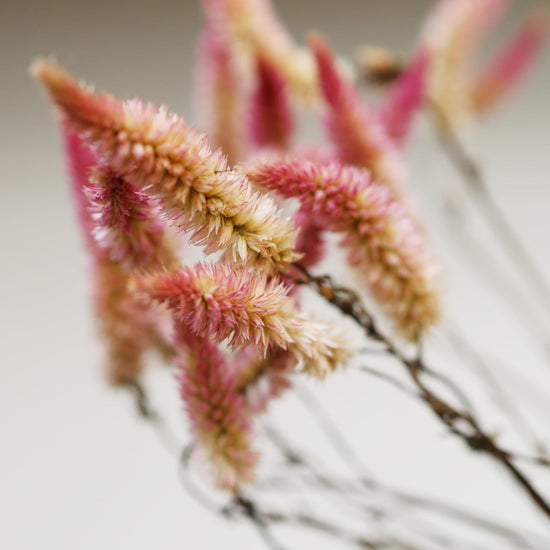 【ふぞろいも愛おしいお得なドライフラワー】ケイトウ セロシアローズベリーパフェ