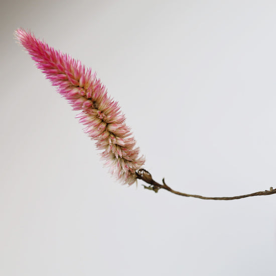 【ふぞろいも愛おしいお得なドライフラワー】ケイトウ セロシアローズベリーパフェ