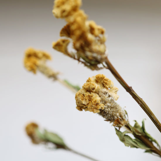 ［ふぞろいも愛おしいドライフラワー］ケイトウ