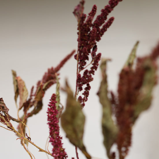 【ふぞろいも愛おしいお得なドライフラワー】アマランサス ボルドー
