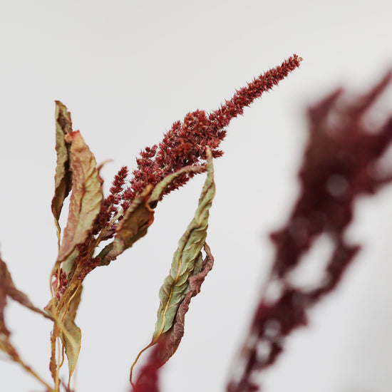 【ふぞろいも愛おしいお得なドライフラワー】アマランサス ボルドー