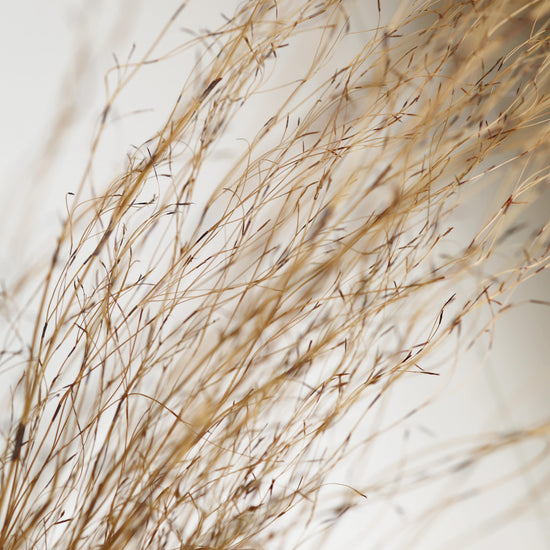 【ふぞろいも愛おしいお得なドライフラワー】エミューファン