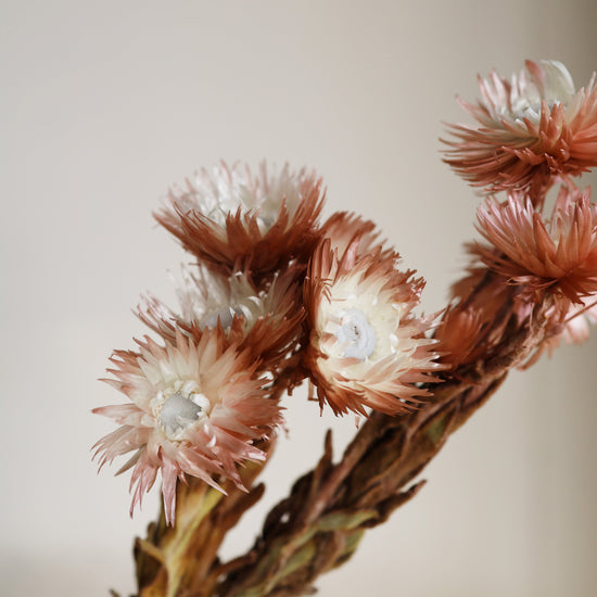 【ふぞろいも愛おしいお得なドライフラワー】シルバーデージー