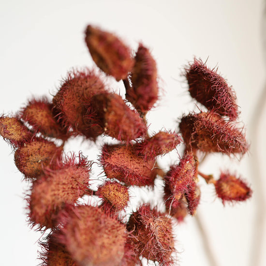 【ふぞろいも愛おしいお得なドライフラワー】ベニノキ