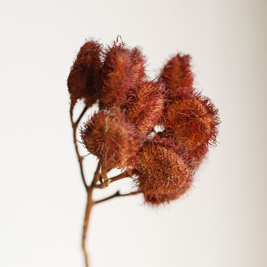 【ふぞろいも愛おしいお得なドライフラワー】ベニノキ