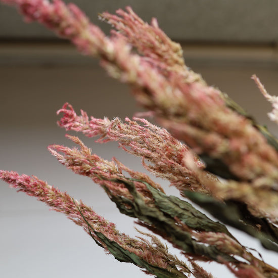 【ふぞろいも愛おしいお得なドライフラワー】ケイトウ センチュリーピンク