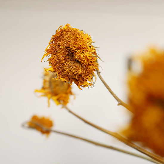 【ふぞろいも愛おしいお得なドライフラワー】ヒマワリ