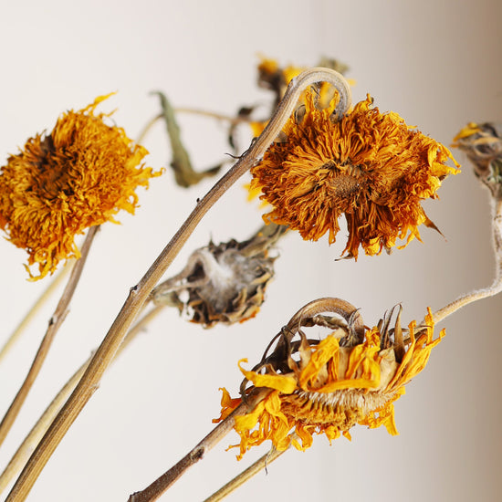 【ふぞろいも愛おしいお得なドライフラワー】ヒマワリ
