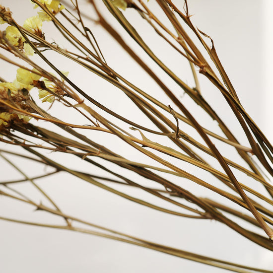 ［ふぞろいも愛おしいドライフラワー］スターチス シヌアータ