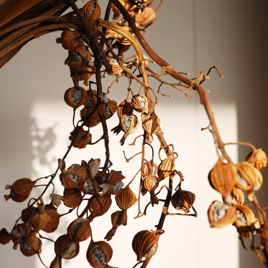 ［ふぞろいも愛おしいドライフラワー］ゲットウ