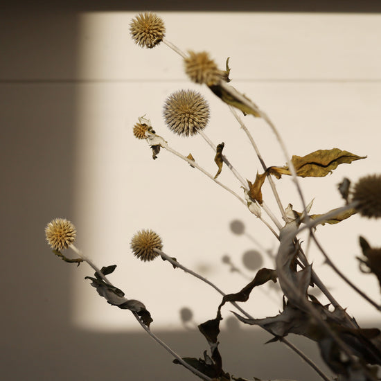 ［ふぞろいも愛おしいドライフラワー］ルリタマアザミ