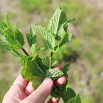 飾る、香る、味わう。無農薬のフレッシュハーブセット【出荷日指定・チルド配送】