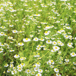 飾る、香る、味わう。無農薬のフレッシュハーブセット【出荷日指定・チルド配送】