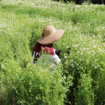 飾る、香る、味わう。無農薬のフレッシュハーブセット【出荷日指定・チルド配送】