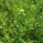 飾る、香る、味わう。無農薬のフレッシュハーブセット【出荷日指定・チルド配送】