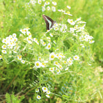 飾る、香る、味わう。無農薬のフレッシュハーブセット【出荷日指定・チルド配送】