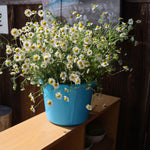 飾る、香る、味わう。無農薬のフレッシュハーブセット【出荷日指定・チルド配送】