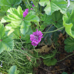 飾る、香る、味わう。無農薬のフレッシュハーブセット【出荷日指定・チルド配送】