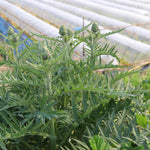 飾る、香る、味わう。無農薬のフレッシュハーブセット【出荷日指定・チルド配送】