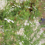 飾る、香る、味わう。無農薬のフレッシュハーブセット【出荷日指定・チルド配送】