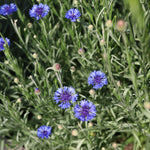 飾る、香る、味わう。無農薬のフレッシュハーブセット【出荷日指定・チルド配送】