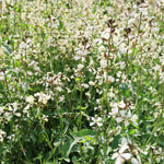 飾る、香る、味わう。無農薬のフレッシュハーブセット【出荷日指定・チルド配送】