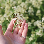 飾る、香る、味わう。無農薬のフレッシュハーブセット【出荷日指定・チルド配送】