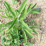 飾る、香る、味わう。無農薬のフレッシュハーブセット【出荷日指定・チルド配送】