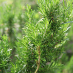 飾る、香る、味わう。無農薬のフレッシュハーブセット【出荷日指定・チルド配送】