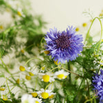 飾る、香る、味わう。無農薬のフレッシュハーブセット【出荷日指定・チルド配送】