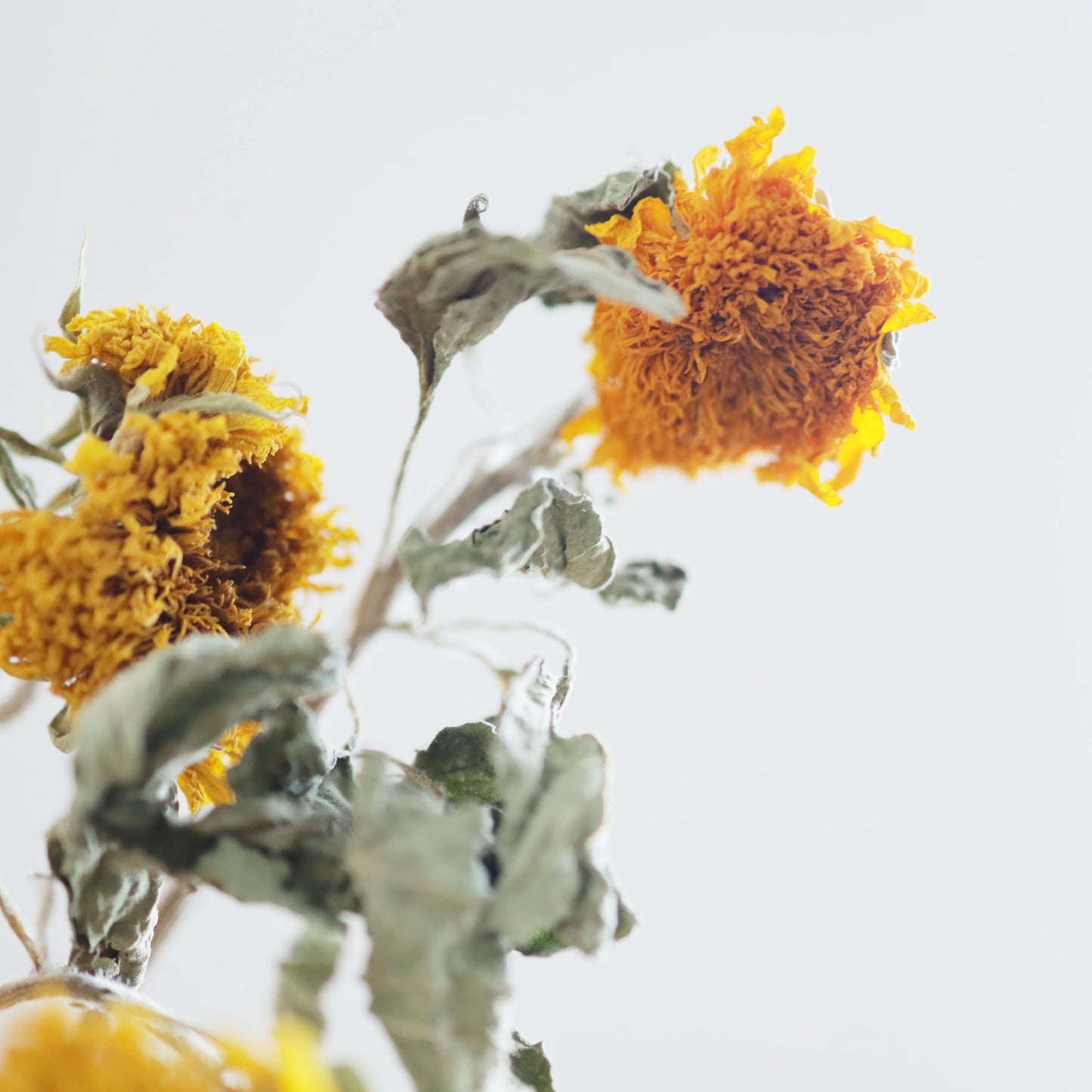 ［ドライフラワー］夏を彩るひまわりセット