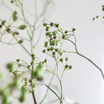 【今季最終出荷9/3まで！・出荷日指定商品】［フレッシュな状態でお届け］野ばらの実 110㎝