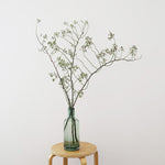 【今季最終出荷9/3まで！・出荷日指定商品】［フレッシュな状態でお届け］野ばらの実 110㎝