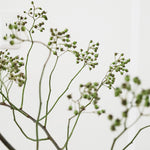 【今季最終出荷9/3まで！・出荷日指定商品】［フレッシュな状態でお届け］野ばらの実 110㎝