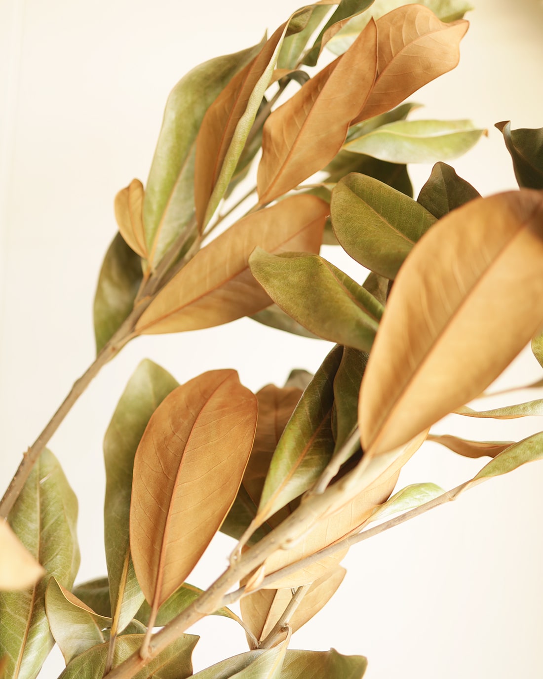 ［BIGボタニカル｜ドライ］マグノリア