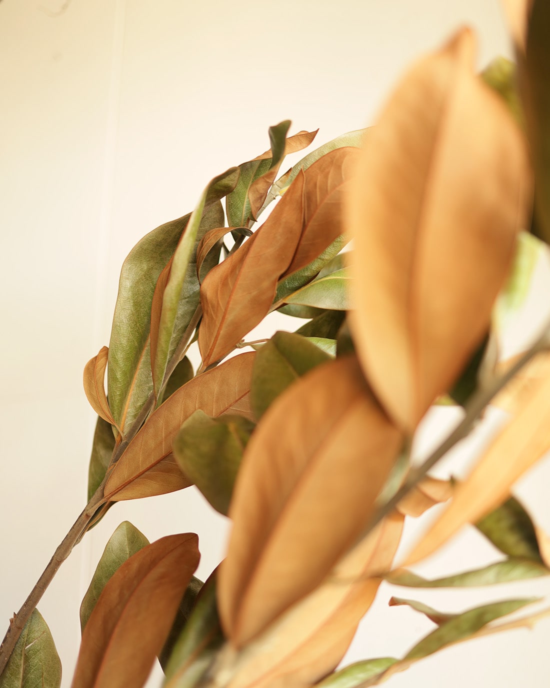 BIGボタニカル｜ドライ］マグノリア 100-120cm 商品ページ - 土と風の