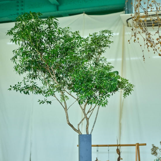 ［フレッシュグリーン］アセビ