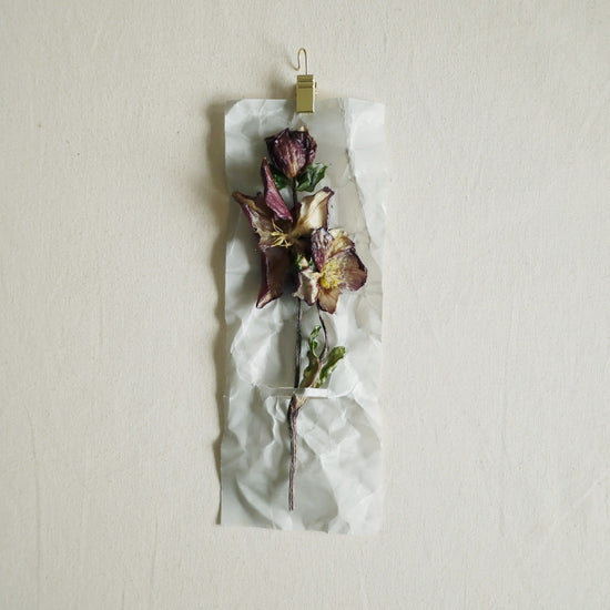 ［蝋引きのドライフラワー］クリスマスローズ