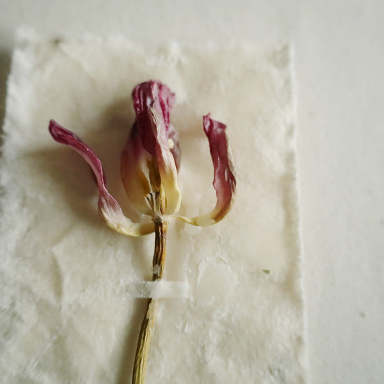 ［蝋引きのドライフラワー］チューリップ