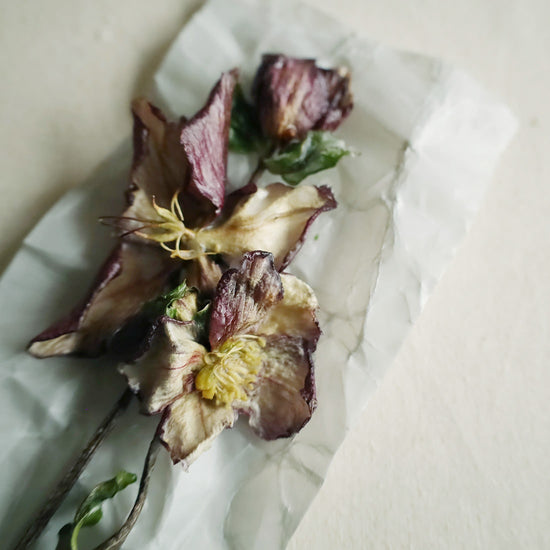 ［蝋引きのドライフラワー］クリスマスローズ