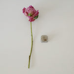 ［芍薬で歴史を飾る vol.1 日本］芍薬と剣山