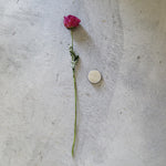 ［芍薬で歴史を飾る vol.1 日本］芍薬と剣山