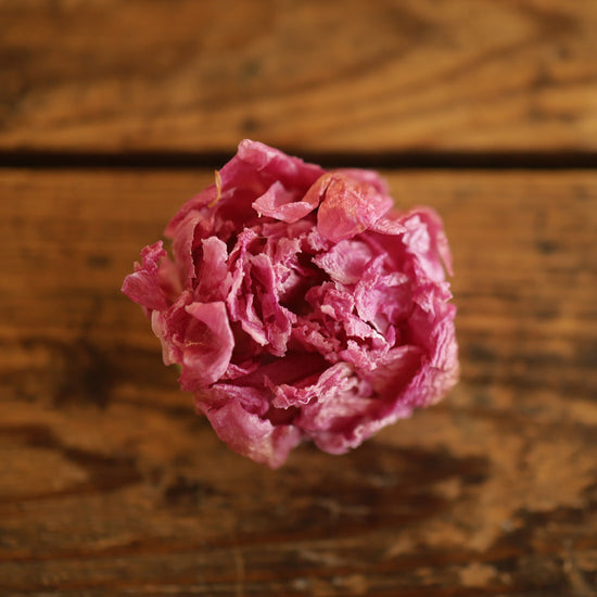 ［芍薬で歴史を飾る vol.3 ヨーロッパ］蝋引き芍薬のランプ