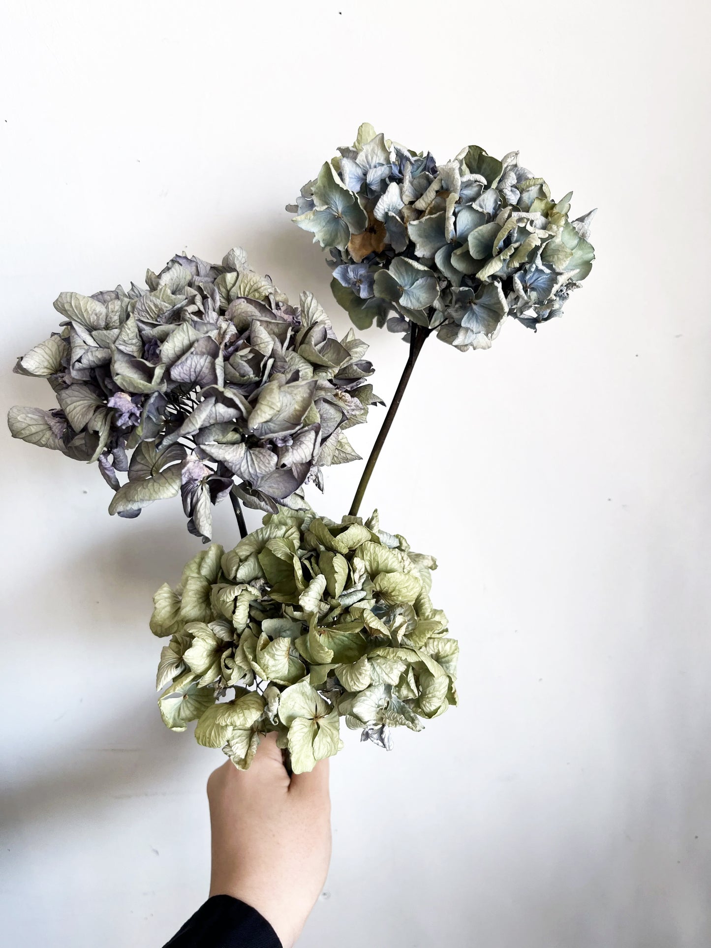 ニュアンスカラーのミニ紫陽花（3本セット）