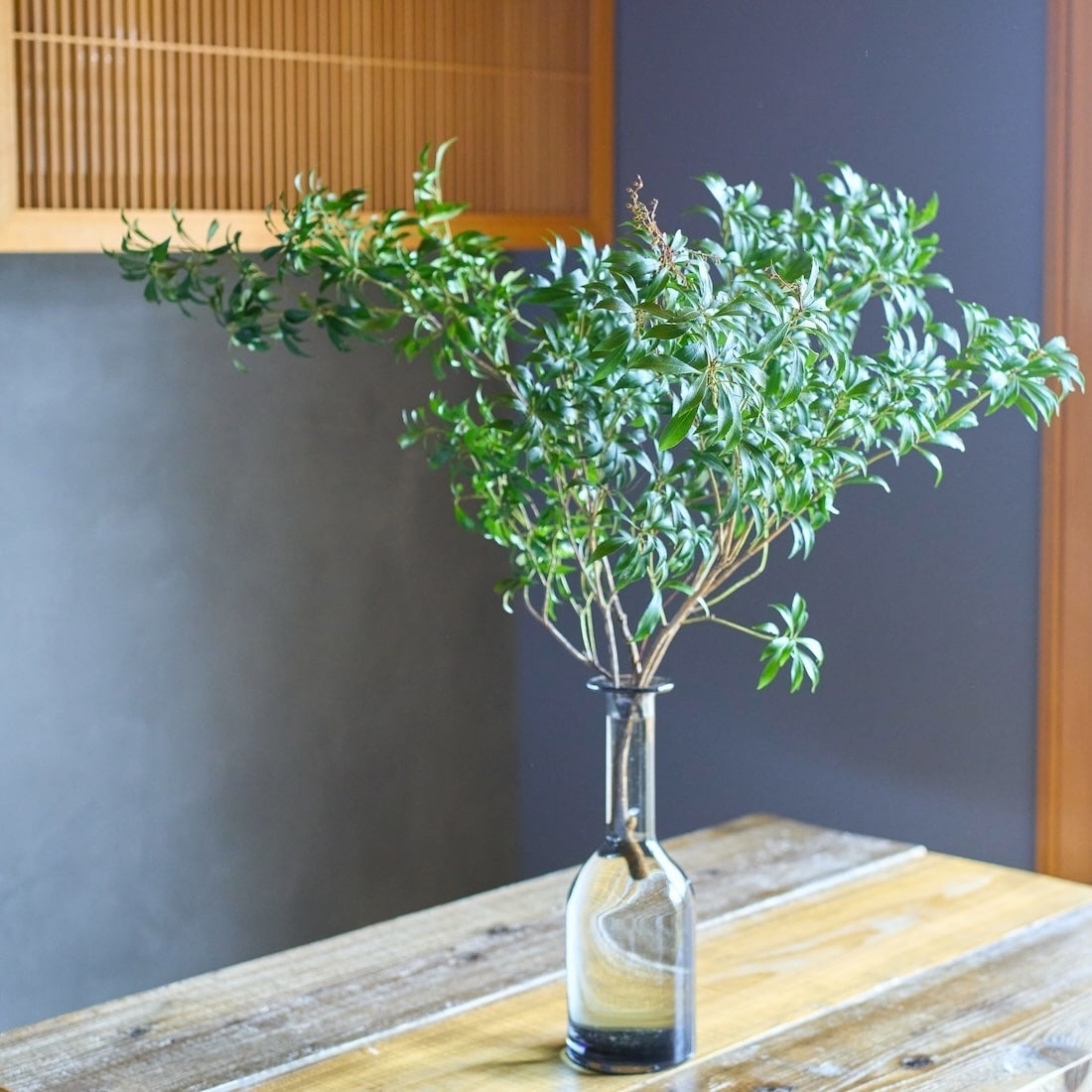 フレッシュな状態でお届け］アセビ - 土と風の植物園