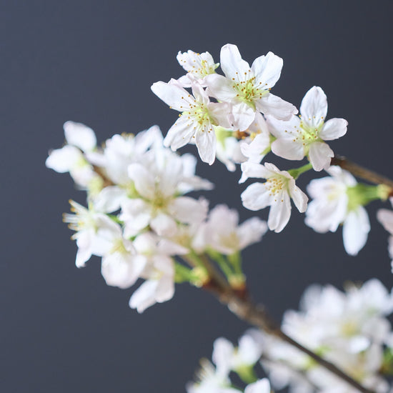 【出荷日指定商品】［フレッシュな状態でお届け］花開く姿を楽しめる、フレッシュの啓翁桜