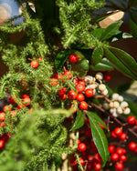 【12/10まで！セットでお得】年末年始をゆたかに過ごす、クリスマスリースとお正月飾りのセット B
