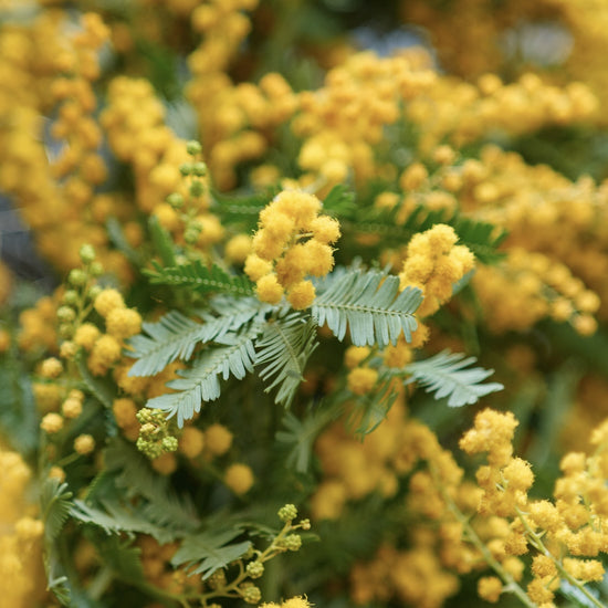 ［イベントご予約フォーム］ミモザのお花見 & リース作り＊昼食付　in 岡山県赤磐市　