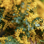 ［ドライフラワー］ミモザ（ 銀葉アカシア）